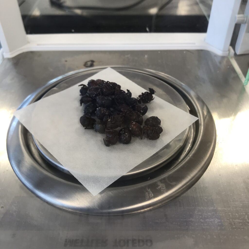 Photo of edible ants, called chicatanas, on a lab scale being weighed